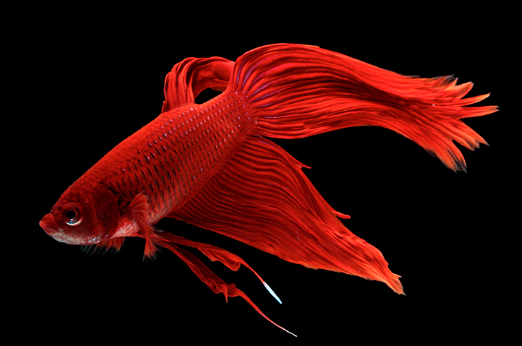 Півник вуалехвостий (Betta Veil Tail)