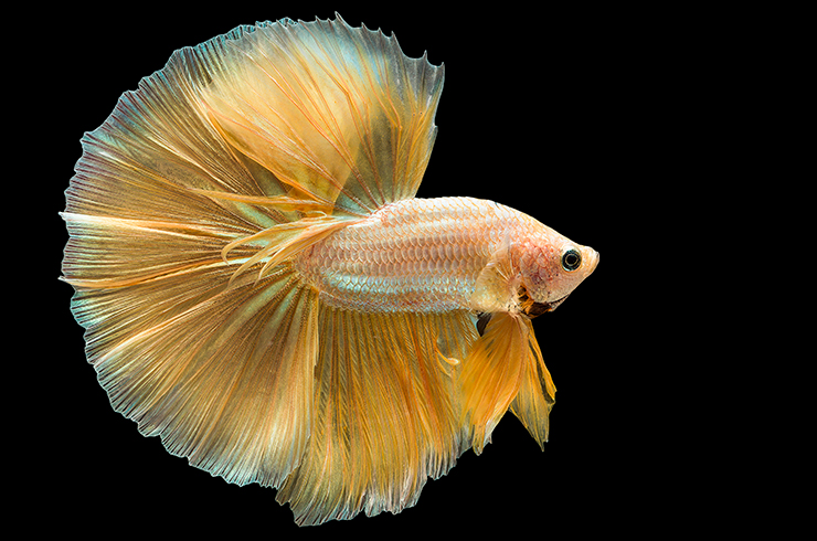 Півник півмісяць (Betta Half Moon)