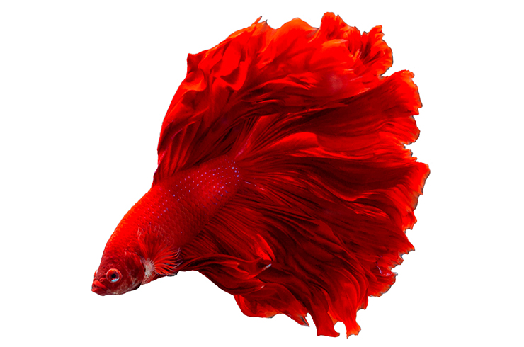 Півник розохвостий (Betta Rosetail)