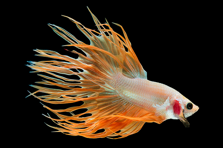 Півник коронохвостий (Betta Crowntail)