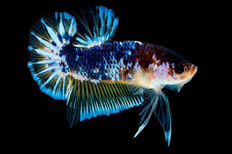 Півник короткохвостий (Betta Plakat)