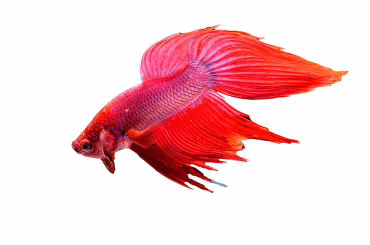Півник списохвостий (Betta Spade Tail)