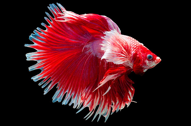 Півник гребенехвостий (Betta Comb Tail)