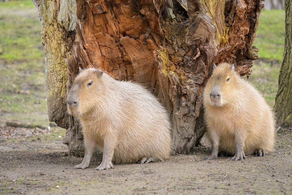 Капібари під деревом