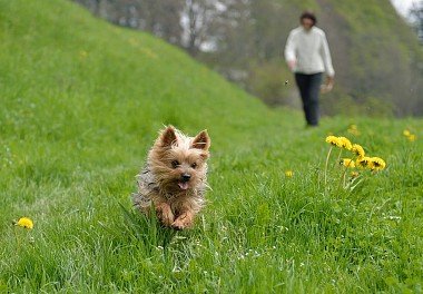Фото йоркширского тер'єра