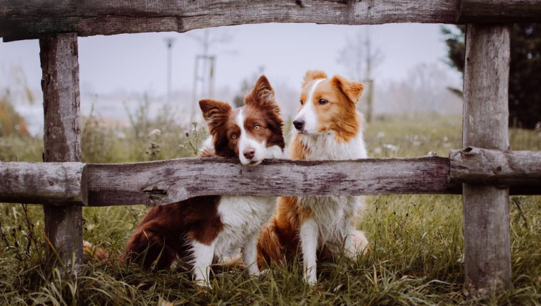 Бордер-коллі коричневого та карамельного кольору (тан)