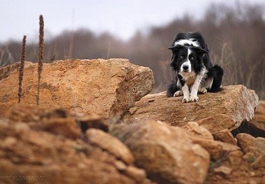 Бордер-колли