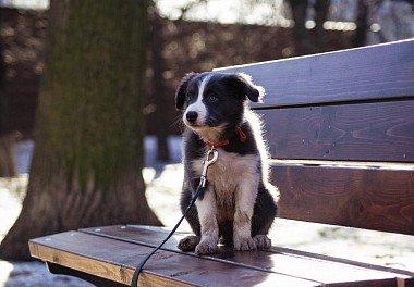 Бордер-колли