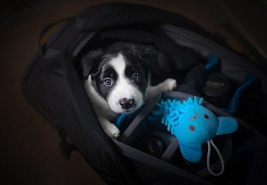 Бордер-колли