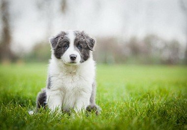 Бордер-колли