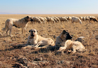 Кангал