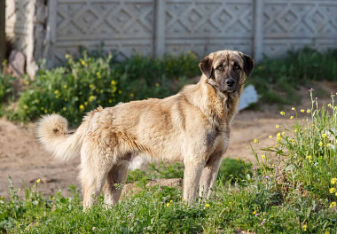 Кангал