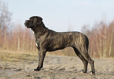 Кане-корсо