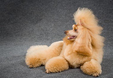 Пудель
