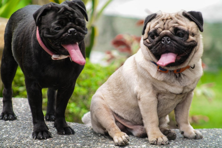 чорний та білий мопси