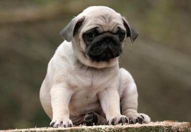 Мопс